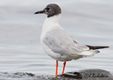 Larus Philadelphia